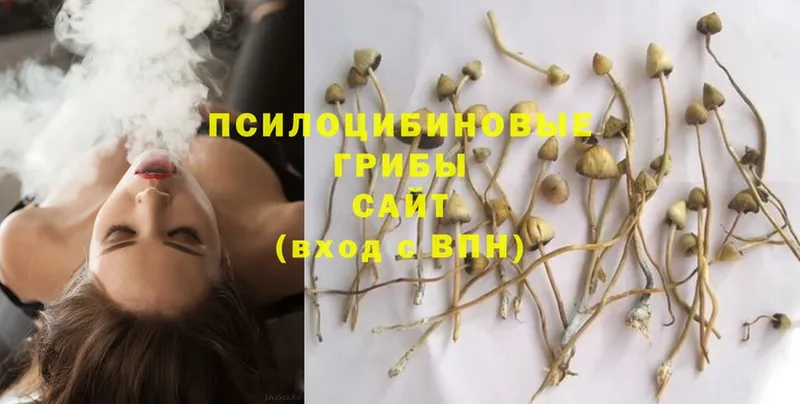 Галлюциногенные грибы Psilocybe  Жуковка 